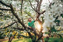 Junge klettert auf einen Apfelbaum — Stockfoto