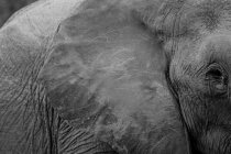 Vista de cerca de un bozal de elefante toro - foto de stock