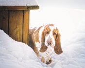 Basset perro sabueso paseando en la nieve, vista de cerca - foto de stock