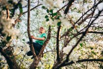 Menino escalando uma árvore de maçã — Fotografia de Stock