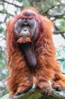 Портрет орангутанга, що сидить на дереві в Борнео (Індонезія). — стокове фото