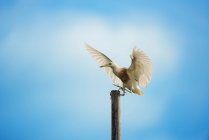 Heron landing on bamboo tree against blue sky — Stock Photo