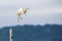 Side view of Heron taking off, against blurred background — Stock Photo