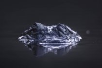 Портрет алігатора, частково зануреного в болоті — стокове фото