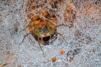 Крупный план паука-волка в паутине, избирательный фокус — стоковое фото