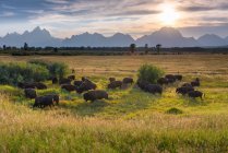 Мальовничим видом бізон, Пасуча Моран, Гранд Тітон Національний парк, Wyoming, Америка, США — стокове фото