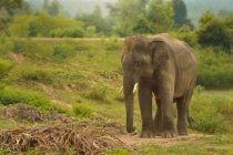 Jovem elefante na paisagem rural, Tailândia — Fotografia de Stock