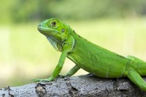 Green iguana on a branch, closeup view, selective focus — Stock Photo