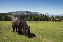Vista panorámica del pastoreo de caballos, Parque Nacional de Urkiola, Vizcaya, País Vasco, España - foto de stock