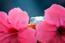 Rana albero nascosto dietro un fiore, vista da vicino — Foto stock