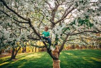 Мальчик взбирается на яблоню на природу — стоковое фото