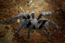 Крупный план тарантула, избирательный фокус — стоковое фото