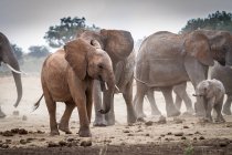Стадо слонов, Восточный национальный парк Цаво, Кения — стоковое фото
