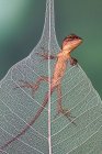 Vista close-up de Lizard em uma folha, fundo borrado — Fotografia de Stock