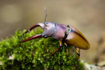 Close-up of a beetle over green plant, blurred background — Stock Photo