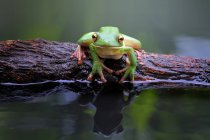White-lipped tree frog sitting on a branch by a pond, closeup view — Stock Photo