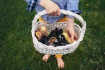 Boy holding a basket of baby chicks — Stock Photo