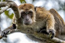 Long-tailed macaque (Macaca Fascicularis) sitting in a tree, Borneo, Indonesia — Stock Photo