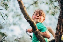 Porträt eines Jungen, der in einem Apfelbaum sitzt — Stockfoto