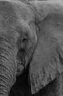 Vista de cerca de una cabeza de elefante toro - foto de stock