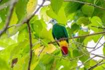Black-naped fruit dove in a tree branch with leaves — Stock Photo