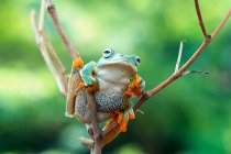 Primo piano di adorabile rana tropicale in habitat naturale — Foto stock