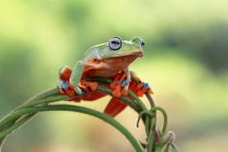 Крупним планом знімок чарівної тропічної жаби в природному середовищі проживання — стокове фото