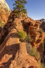 Zion nationalpark, zion canyon — Stockfoto