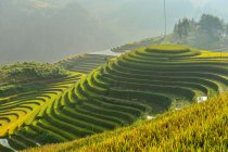 Vista panorâmica do belo terraço de arroz verde durante o pôr do sol, Vietnã — Fotografia de Stock