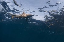 Vista de bajo ángulo de tiburón punta negra y peces nadando en el océano - foto de stock