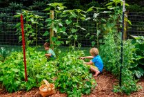 Young boys picking vegetables in a garden — Stock Photo