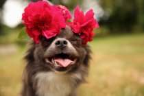 Primo piano vista di carino Chihuahua con fiori sulla testa — Foto stock