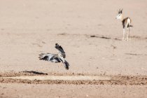 Vista panorâmica da aterragem de aves no chão com springbok em segundo plano — Fotografia de Stock