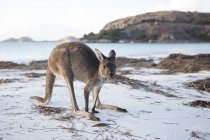 Mignon kangourou sur la plage, Espérance, Australie occidentale, Australie — Photo de stock