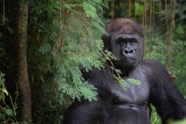 Retrato de cerca de un gorila de espalda plateada, Ruanda - foto de stock