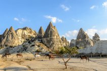 Vue panoramique du troupeau de chevaux en cappadoce, dinde — Photo de stock