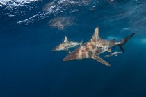 Due squali pinna nera e pesci palla che nuotano nell'oceano — Foto stock