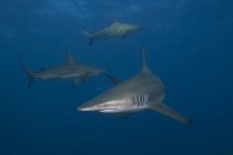 Tres tiburones punta negra nadando en el océano - foto de stock