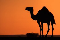 Silhouette of a camel, Saud Arabia — Stock Photo