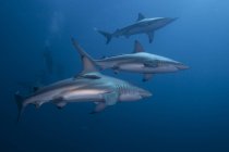Três mergulhadores nadando com tubarões de ponta preta — Fotografia de Stock
