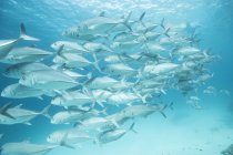 Scuola di pesci che nuotano sotto l'acqua blu — Foto stock