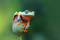 Яванська жаба на квітці лотоса, розмитий фон — стокове фото