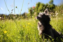 Retrato de um cão Chihuahua bonito na luz do sol no campo de grama — Fotografia de Stock