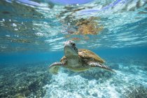 Tartaruga nuoto subacqueo, vista da vicino — Foto stock