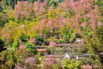 Вид с воздуха на цветущую сакуру, Япония — стоковое фото