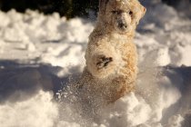 Carino cane purosangue che gioca nella neve — Foto stock