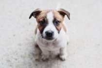 Retrato de um cachorro terrier, vista close-up — Fotografia de Stock