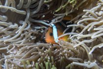 Vista de perto de peixes-palhaço no recife de coral — Fotografia de Stock