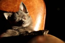 Niedlicher und lustiger Chihuahua-Hund entspannt auf Sessel — Stockfoto