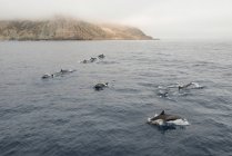Una vaina de delfines juega en las olas del océano frente a la costa de California - foto de stock